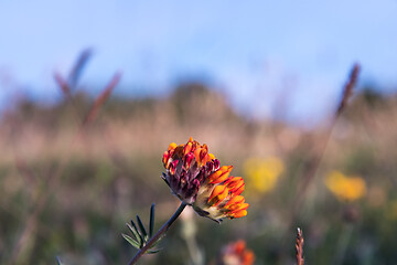 Image showing Beautiful orange Kidney vetch flower