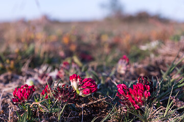 Image showing Beautiful red Kidney vetch wildflowers close up