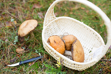 Image showing basket of mushrooms and knife in autumn forest