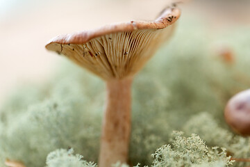 Image showing lactarius rufus mushroom in reindeer lichen moss