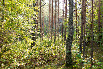 Image showing mixed summer forest