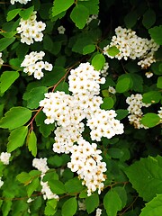 Image showing white meadowsweet