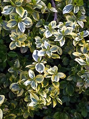 Image showing euonymus shrub