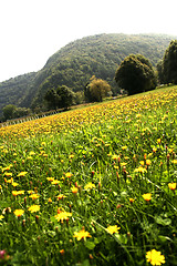 Image showing Flowers landscape