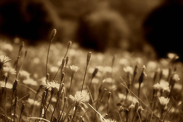 Image showing Flowers landscape