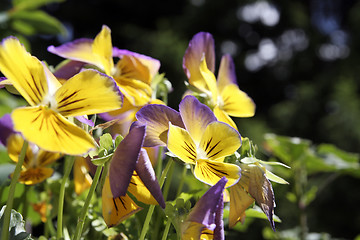 Image showing Flower