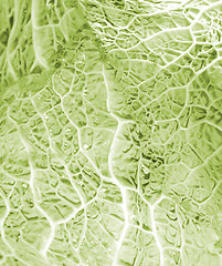 Image showing Green cabbage vegetable