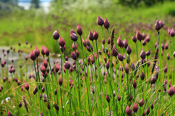 Image showing Chives or Allium schoenoprasum buds