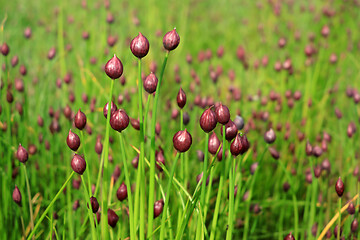 Image showing Allium schoenoprasum or Chives Buds