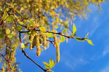 Image showing Birch Tree Blossoms in the Spring