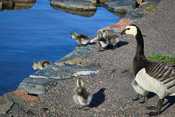 Image showing Adult Goose Leading Goslings to Sea