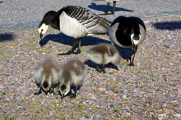 Image showing Barnacle Geese with Goslings