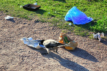 Image showing Hooded Crow Pecking Foil Food Container 