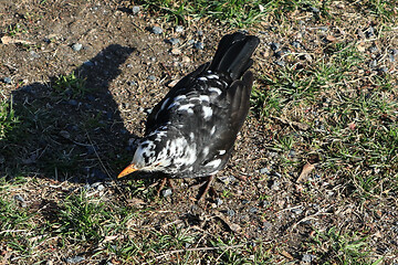 Image showing Leucistic Blackbird, Turdus merula, Male