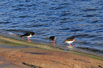 Image showing Eurasian oystercatchers by the Sea