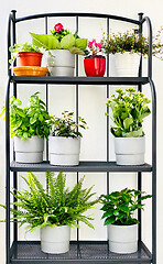 Image showing flower pots on the balcony