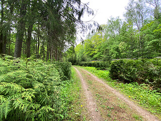 Image showing beauriful summer forest