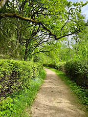 Image showing beauriful summer forest