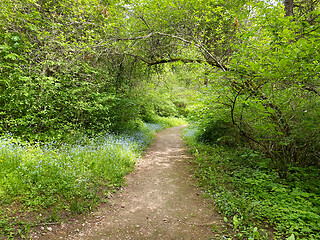 Image showing beauriful summer forest