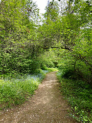 Image showing beauriful summer forest