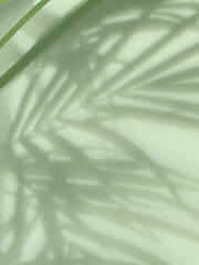 Image showing palm tree shadows