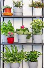 Image showing flower pots on the balcony