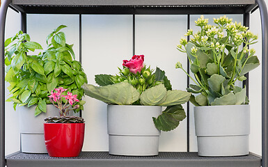 Image showing flower pots on the balcony