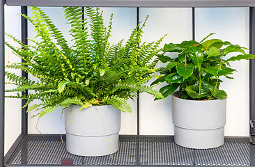 Image showing flower pots on the balcony