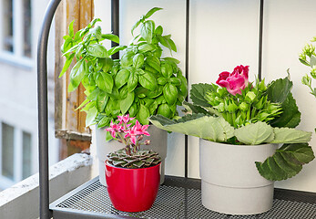 Image showing flower pots on the balcony