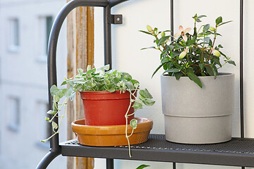 Image showing flower pots on the balcony