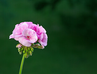 Image showing blooming pelargonium flower