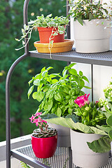 Image showing flower pots on the balcony