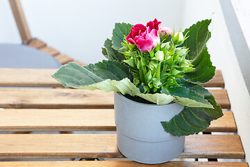 Image showing flower pot on the balcony