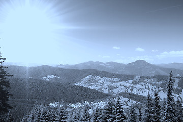 Image showing Forest landscape