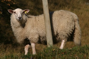 Image showing Sheep