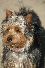 Image showing Silky terrier