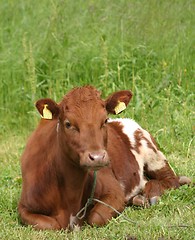 Image showing Cow resting