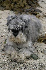 Image showing Miniature schnauzer