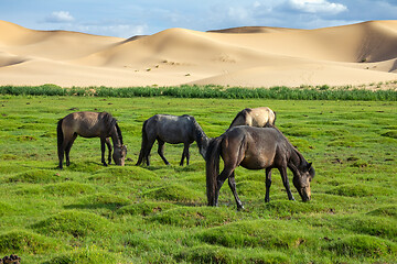 Image showing Horses eating grass in Gobi Desert