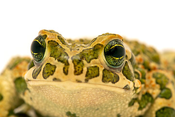 Image showing toad macro portrait