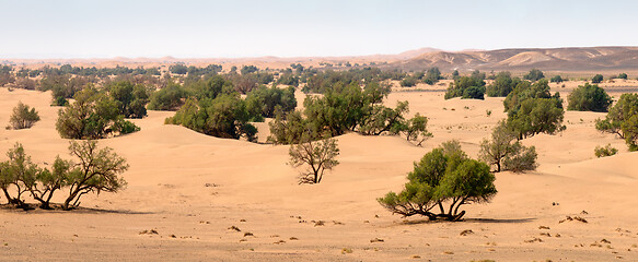 Image showing Sand dunes and trees in Sahara desert