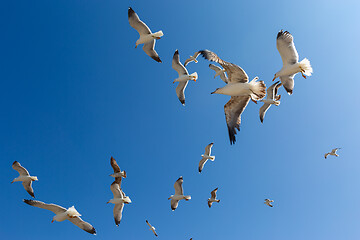 Image showing Many seagulls fly against the blue sky