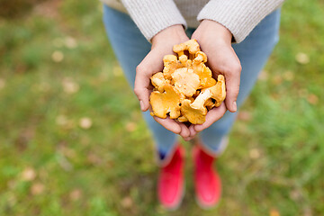 Image showing close up of woman hands with mushrooms in forest