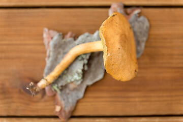 Image showing suillus bovinus mushroom on wooden background