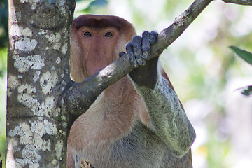 Image showing Nose-Monkey in Borneo