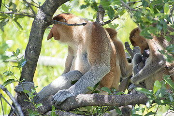 Image showing Nose-Monkey in Borneo