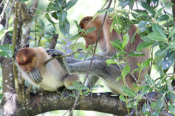 Image showing Nose-Monkey in Borneo