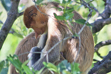 Image showing Nose-Monkey in Borneo