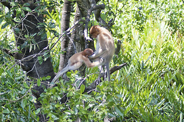 Image showing Nose-Monkey in Borneo