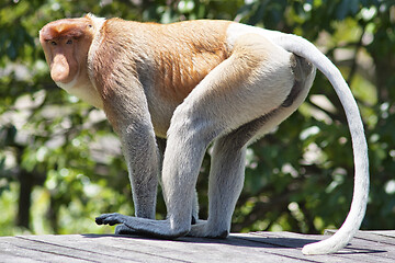 Image showing Nose-Monkey in Borneo